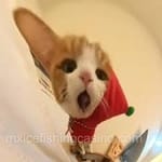 Avatar de Raúl Flores